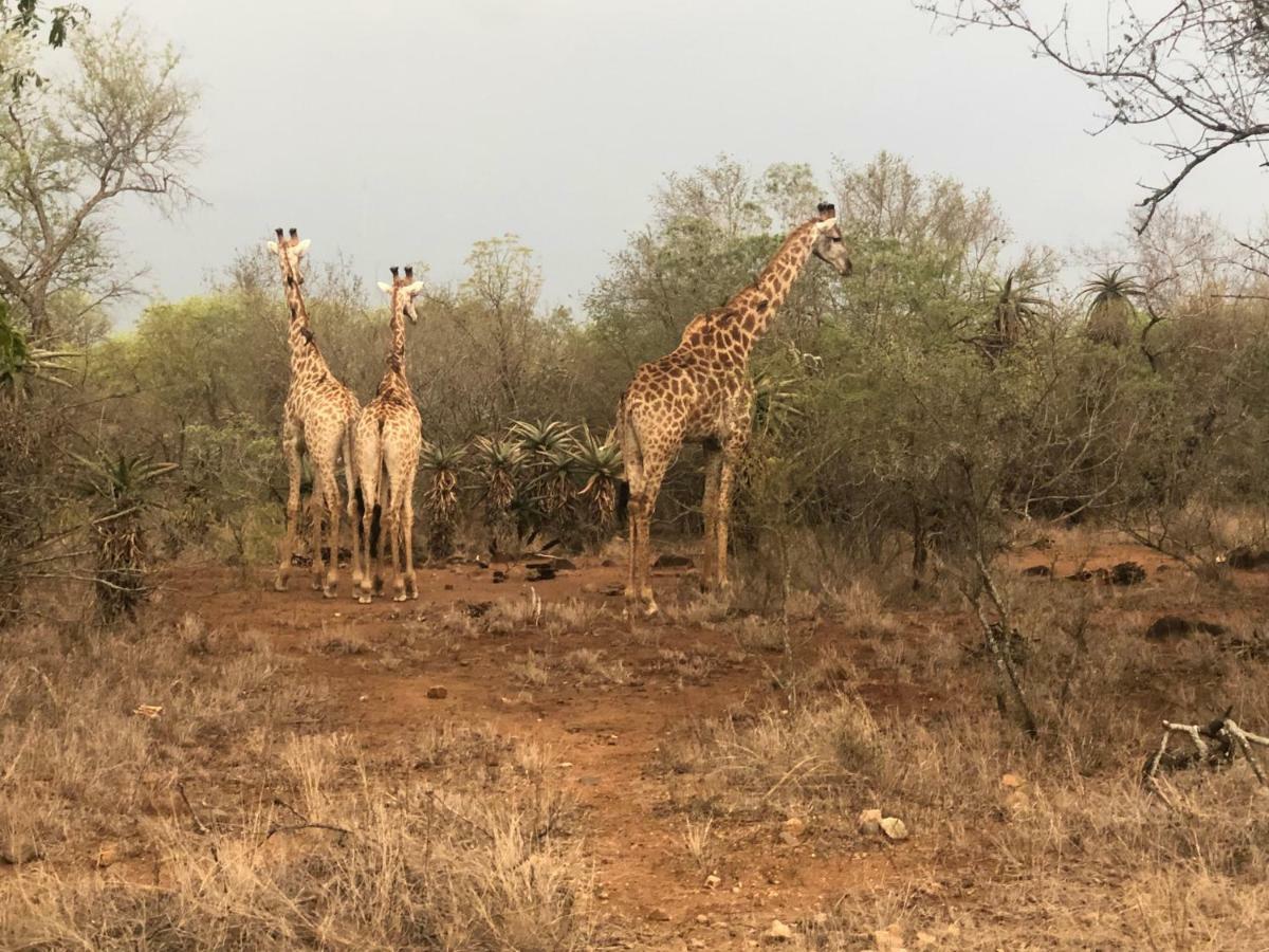 3433 On Klipspringer Marloth Park Krugerヴィラ エクステリア 写真